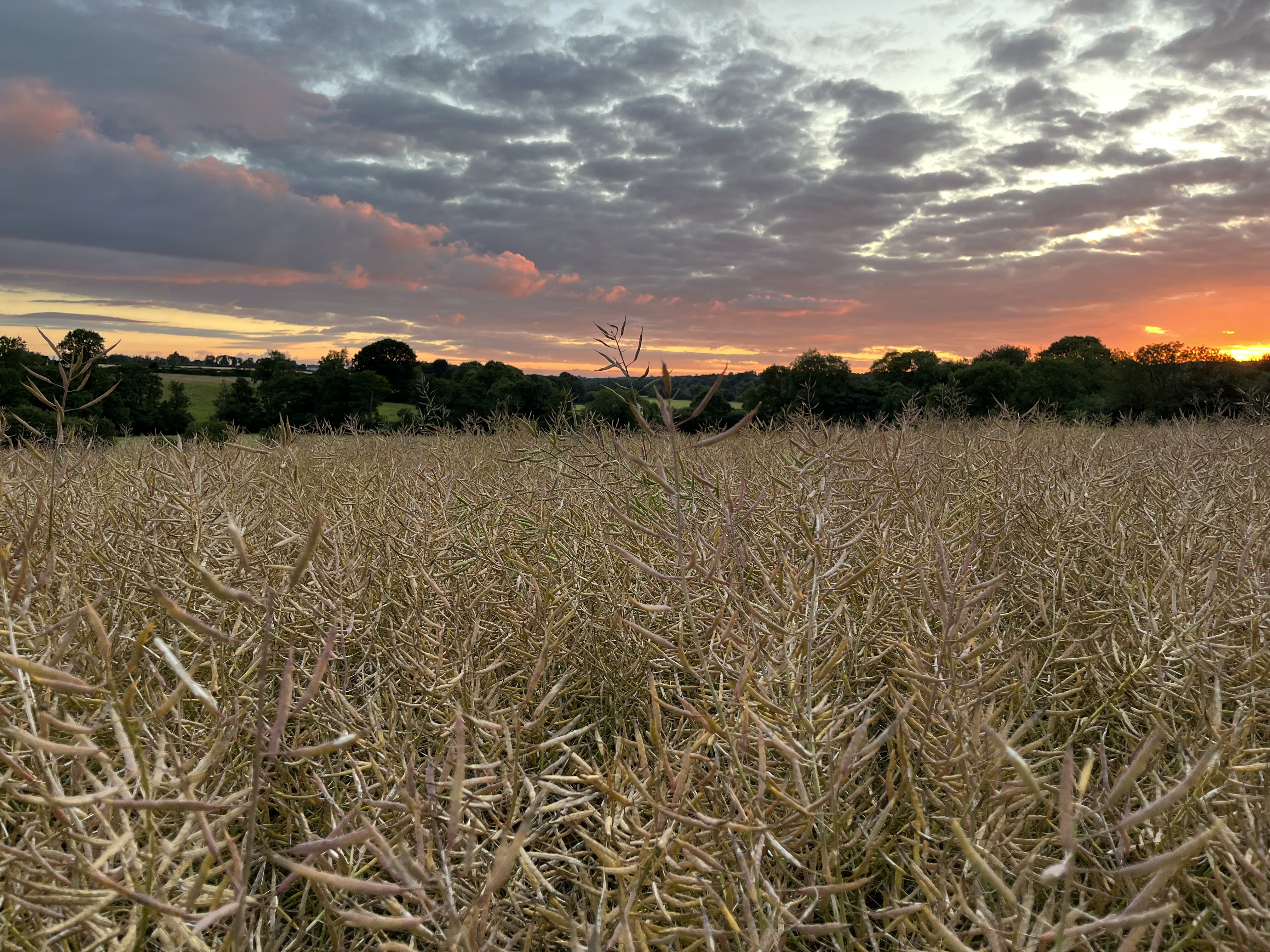 Evening sun over the fields above the river