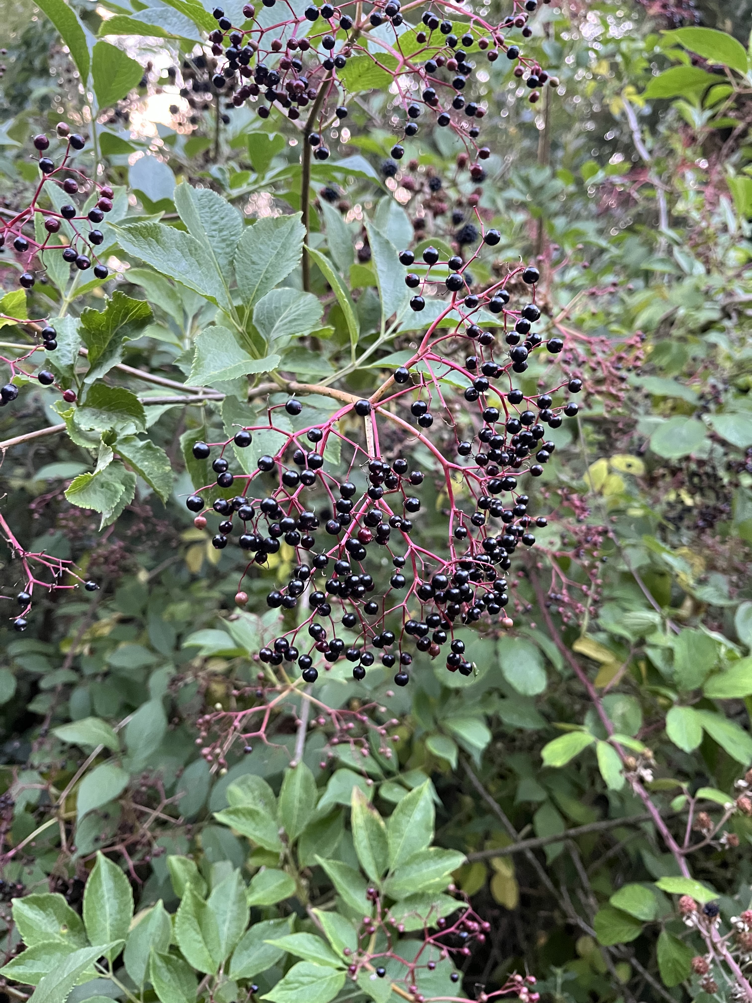Wild Irish hedgerow