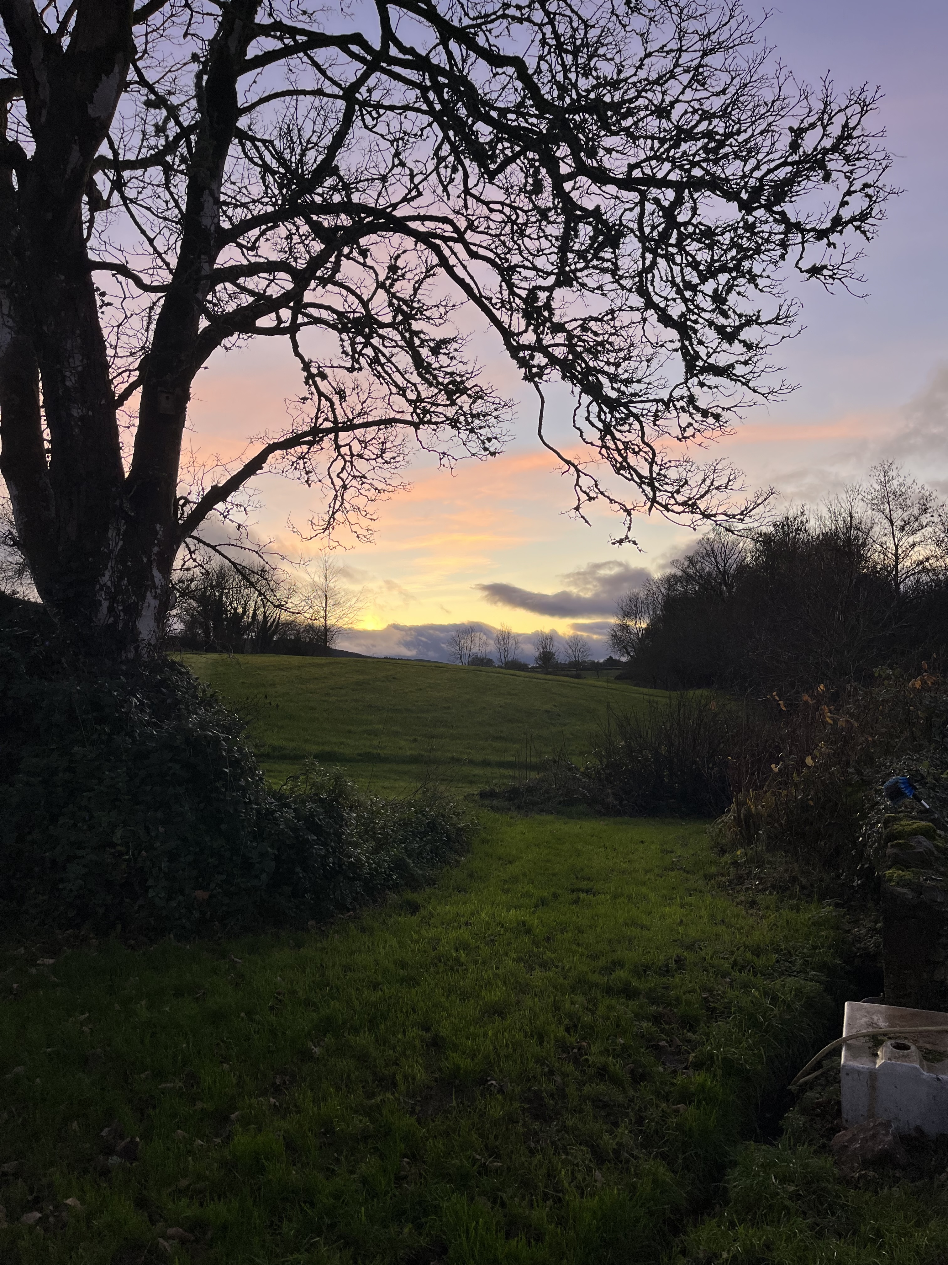 Sunset landscape over hedgerows