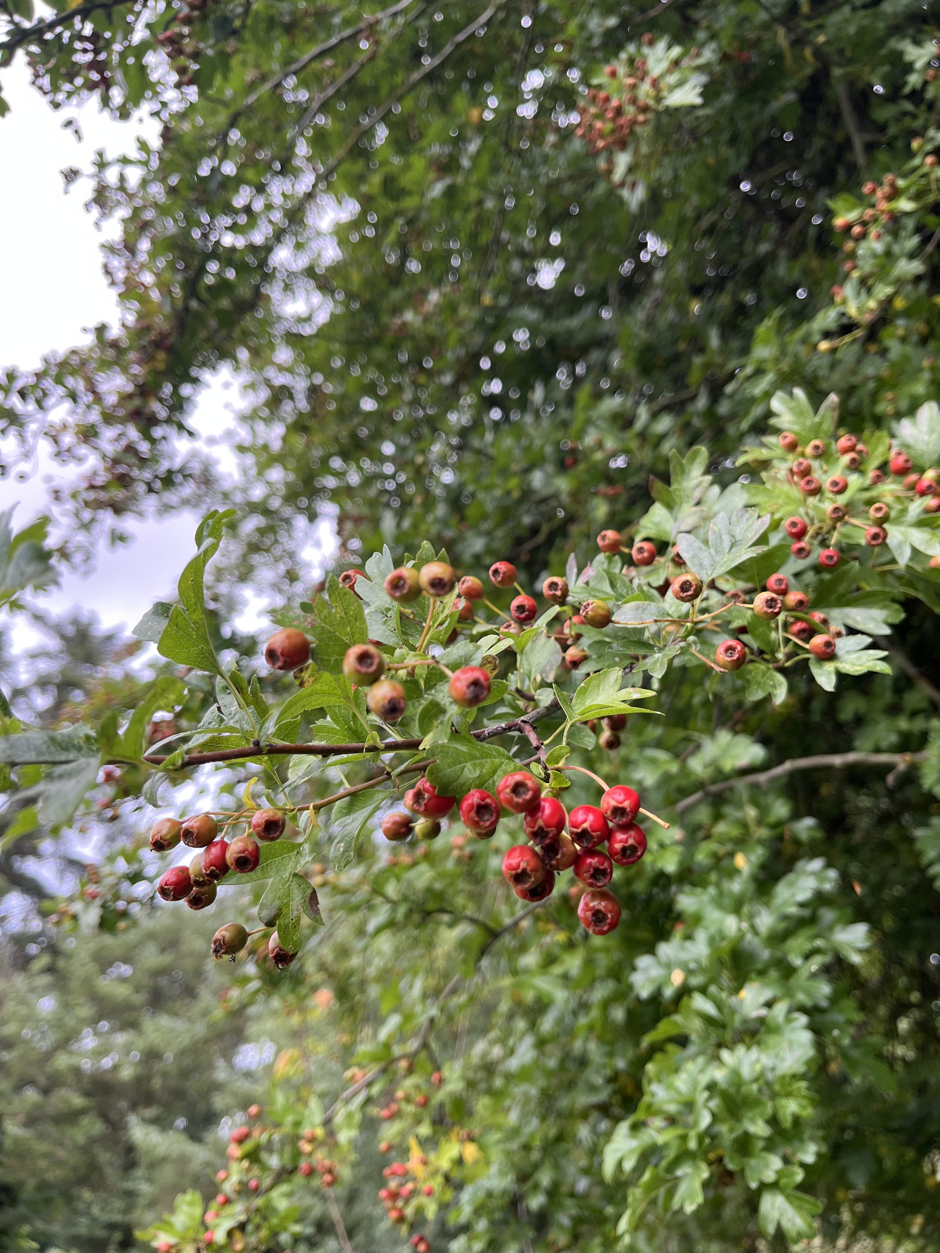 Hawthorn clusters used for the vinegar