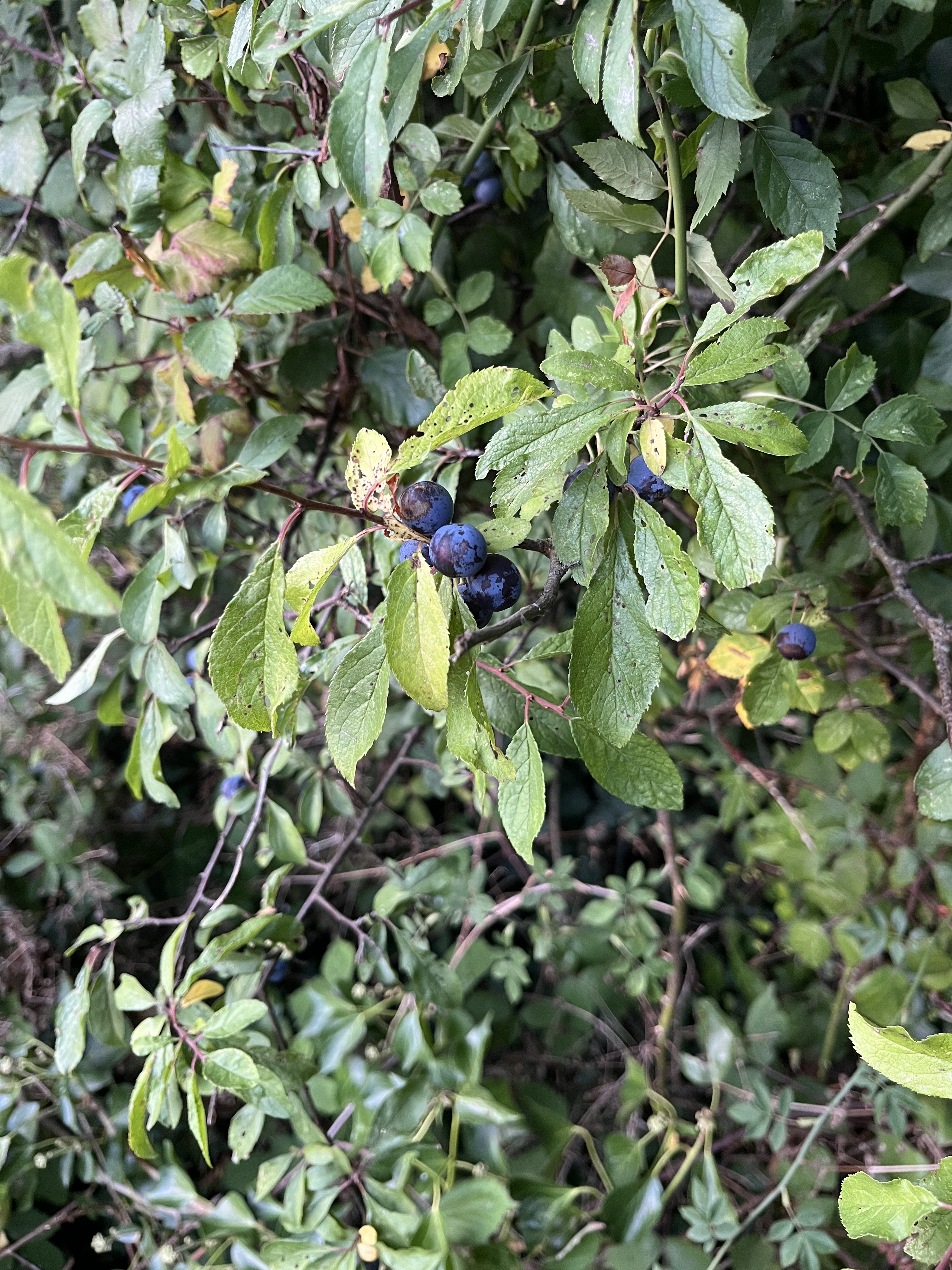 Sloe berries used to layer the shrub